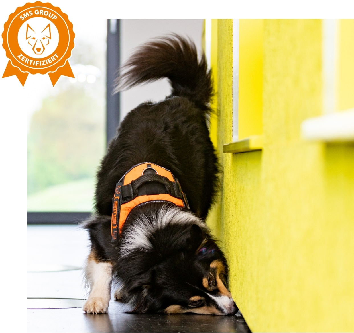 Schimmelspürhund Spikey auf Schimmelsuche, Australian Shepherd | SMS Group zertifiziert