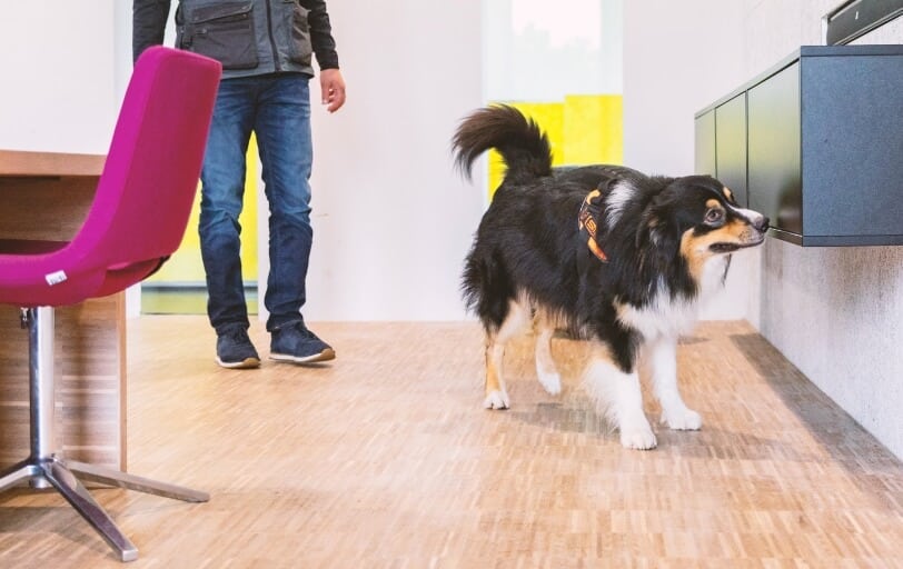 Schimmelsuchhund Bayern - TÜV geprüfte Beratung – Schimmelsuchhund Bayern