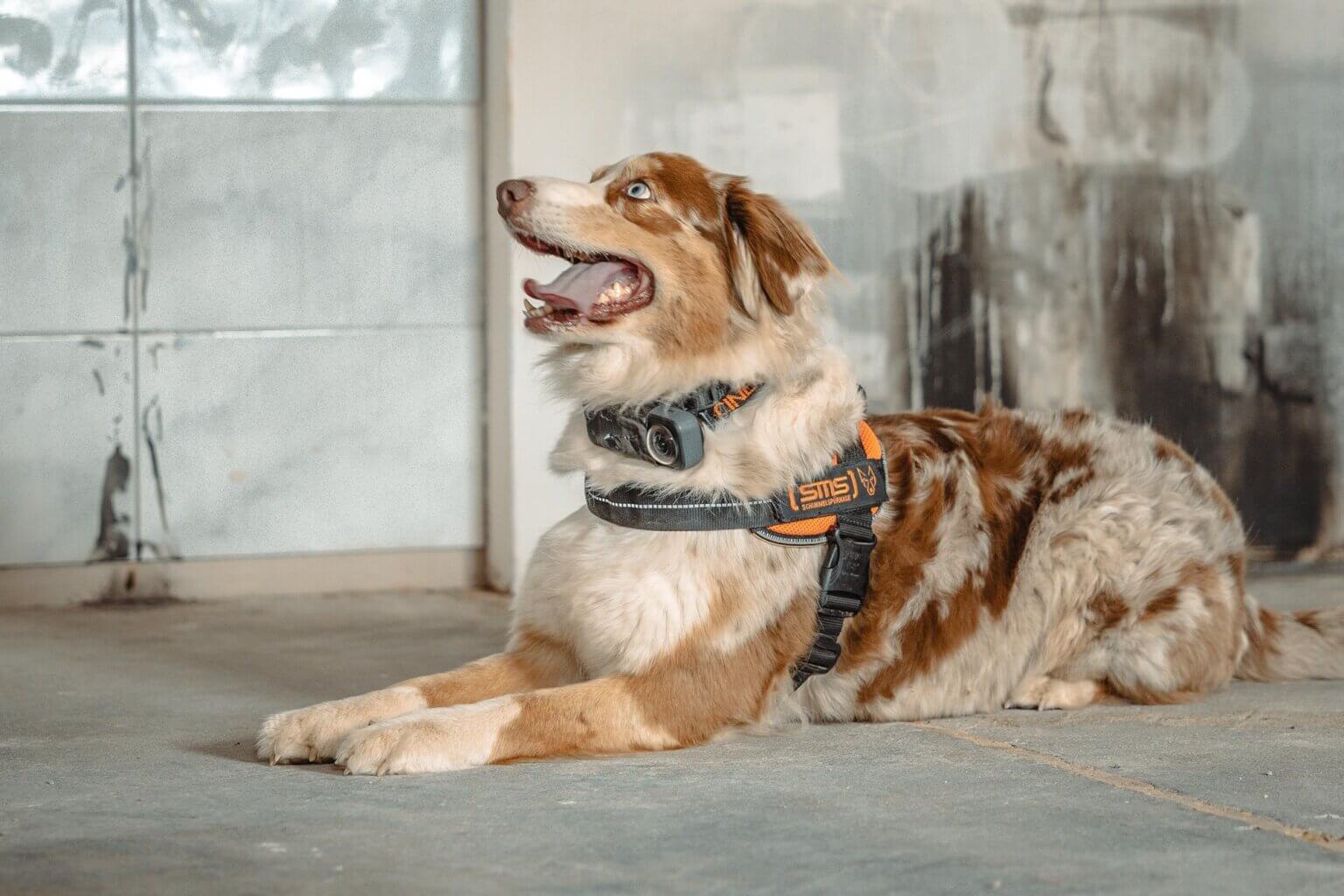 SMS_Schimmelspuerhunde_03_QF