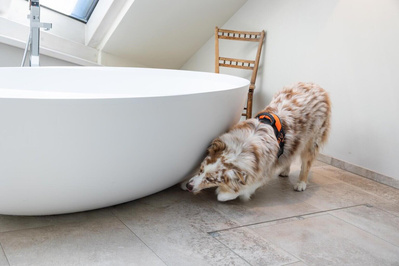 SMS_Schimmelspuerhunde_05